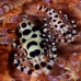 shrimp_coleman_bhr_tam_v_0380_bal6242.jpg